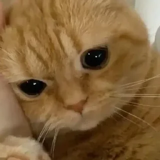 😒 Хуита от Атика, sticker Telegram 1 sur 23