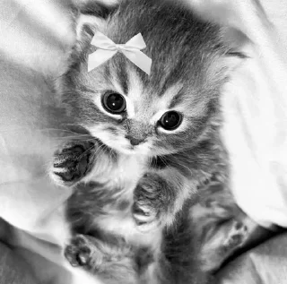 ☺️ {=^\•.•/^=}, стікер Telegram 16 з 17