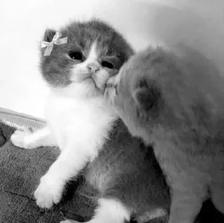 🖤 {=^\•.•/^=}, стікер Telegram 17 з 17