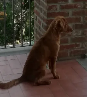 yoyo