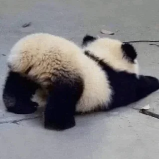 𝓑𝔂" @LollyGif|@LollySticker "🐼🤍