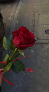 🌹 @English_Chat_Clubs, стікер Telegram 18 з 41