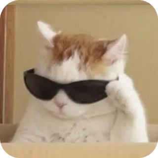 🐱 IDK،, sticker Telegram 6 sur 64