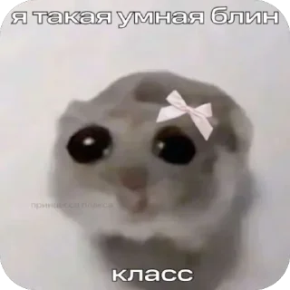 🪧 Хомячки 🤍, Telegram sticker 11 of 18