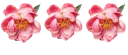 🌹 فواصل 🌷🌷🌷🌷, стикер Telegram 19 из 63