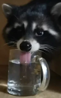 👅 Raccoon, стикер Telegram 12 из 120