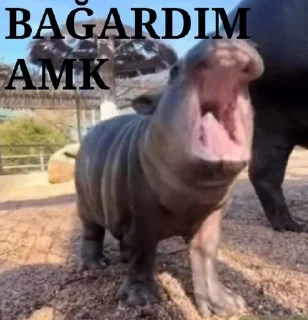 😆 @Karwitu, Telegram sticker 7 of 120