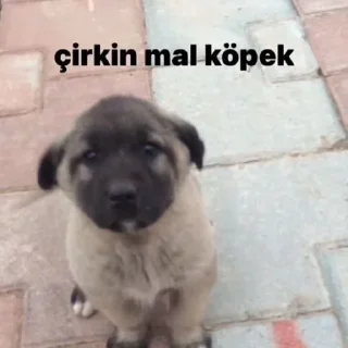 🥺 @Karwitu, Telegram sticker 14 of 120