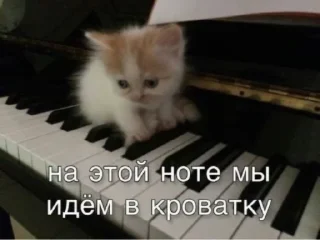 😪 Котики от SCh, sticker Telegram 12 sur 54