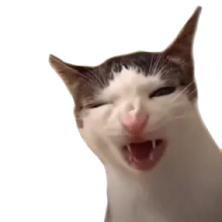😃 Котики от SCh, sticker Telegram 10 sur 54