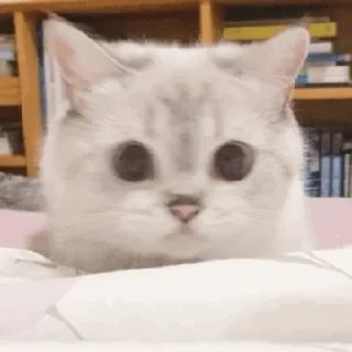 🐈 𝐊𝐢𝐭𝐭𝐞𝐧 𝗆𝗈𝗈𝖽' °@swanpack°, Telegram sticker 13 of 76