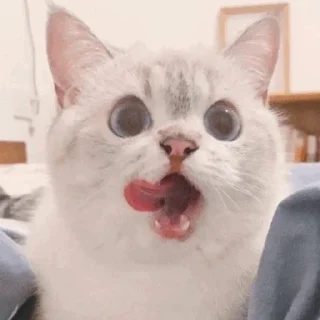 🐈 𝐊𝐢𝐭𝐭𝐞𝐧 𝗆𝗈𝗈𝖽' °@swanpack°, Telegram sticker 23 of 76