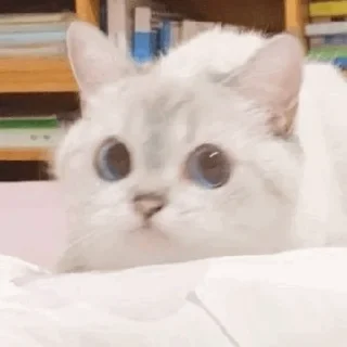 🐈 𝐊𝐢𝐭𝐭𝐞𝐧 𝗆𝗈𝗈𝖽' °@swanpack°, Telegram sticker 15 of 76