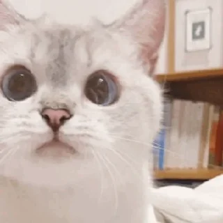 🐈 𝐊𝐢𝐭𝐭𝐞𝐧 𝗆𝗈𝗈𝖽' °@swanpack°, Telegram sticker 11 of 76