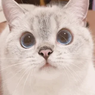 🐈 𝐊𝐢𝐭𝐭𝐞𝐧 𝗆𝗈𝗈𝖽' °@swanpack°, Telegram sticker 24 of 76