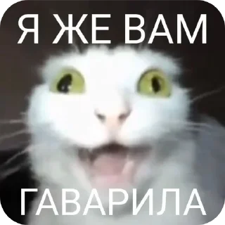 🐱 Рандом, Telegram sticker 16 of 97