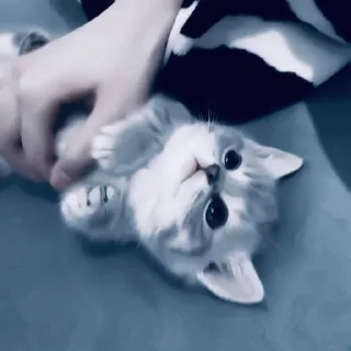 Cat=Cute✨