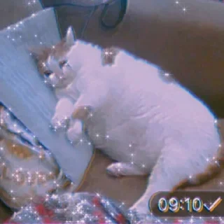 Cat=Cute✨