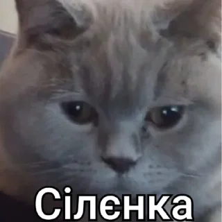 💅 Мирного рішення не буде, Telegram sticker 9 of 11