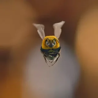 🐝 Man vs Bee | @Firewish, стикер Telegram 9 из 45