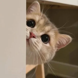 🐱 Mewmew, стикер Telegram 2 из 35