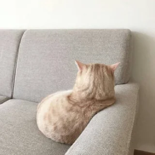🐱 Mewmew, стикер Telegram 18 из 35