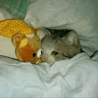🙃 meow meow, стикер Telegram 15 из 108
