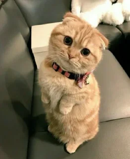😐 meow meow, стикер Telegram 17 из 108