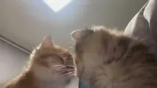 🌟 бест котики, стикер Telegram 18 из 51