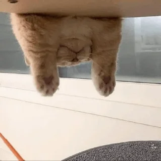 🐈 𝐊𝐢𝐭𝐭𝐞𝐧 𝗆𝗈𝗈𝖽' °@swanpack°, стикер Telegram 4 из 76