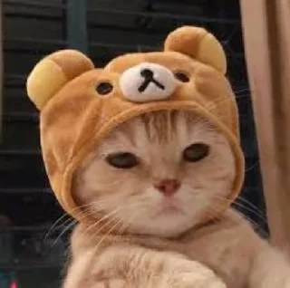 🐈 Cat=Cute✨, Telegram sticker 18 of 21