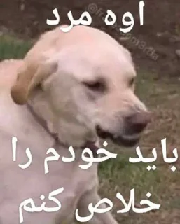 😢 Mushrook ultra pack, стикер Telegram 8 из 117