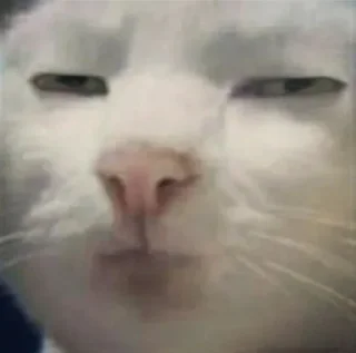 😑 white cat julian, стикер Telegram 3 из 11
