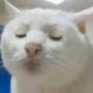 😴 white cat julian, стикер Telegram 11 из 11