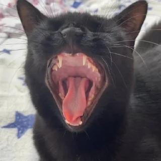 blacksambamamba