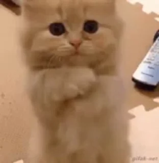 cat's vol.1 @musqw5