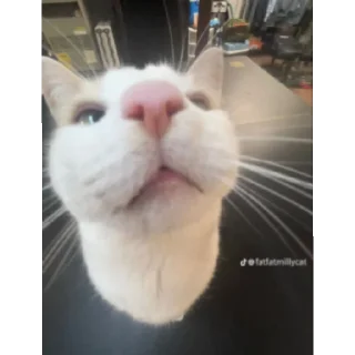 😄 Жоски коты, Telegram sticker 8 of 9