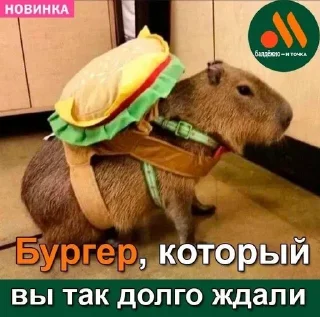 🌟 Капибары :: @IbremMiner837, стікер Telegram 6 з 26