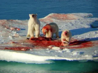 🐻 Zedx, стікер Telegram 15 з 18