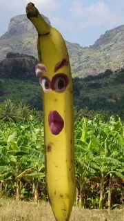 🍌 бананы форевер., Telegram sticker 6 of 25