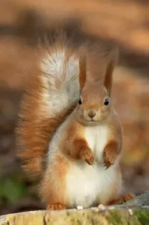 🇮🇱 squirreljak, Telegram sticker 22 of 26