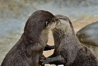 😘 Otter love, стікер Telegram 8 з 18