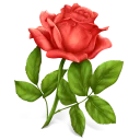 🌹 Sticker TV® LOVE, Telegram sticker 11 of 100