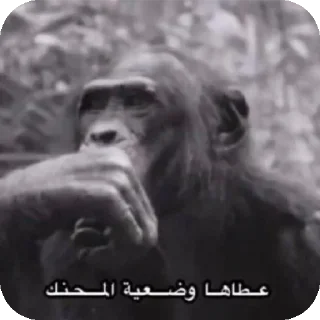 👍 @R_77_p محمد, стікер Telegram 7 з 120