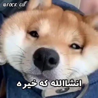 🐶 - By - @Darkdate -, стікер Telegram 8 з 32