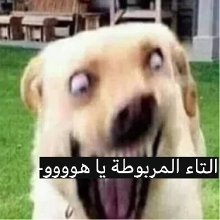 📝 ما وراء الهراء, стикер Telegram 17 из 97