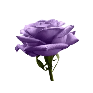 🌷 ورود ١, Telegram sticker 20 of 120