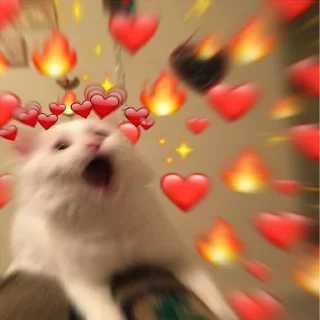 ❤️ Wholesome Cats, sticker Telegram 6 sur 49