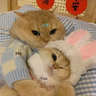 🌟 Meow, sticker Telegram 13 sur 120