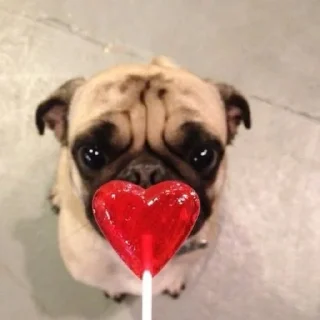 ❤️ mopsika, стикер Telegram 5 из 19